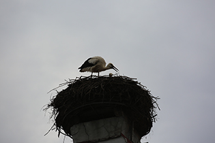 You can always rely on the storks in Bad Buchau!